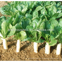 R01 Dabaisha madurez temprana semillas de rábano blanco, semillas de hortalizas chinas